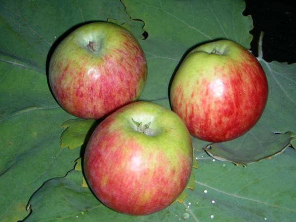 Bild 4 von Fattingerhof - Bio Obstgut