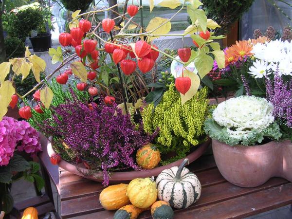 Bild 1 von Michel's Gartenmarkt