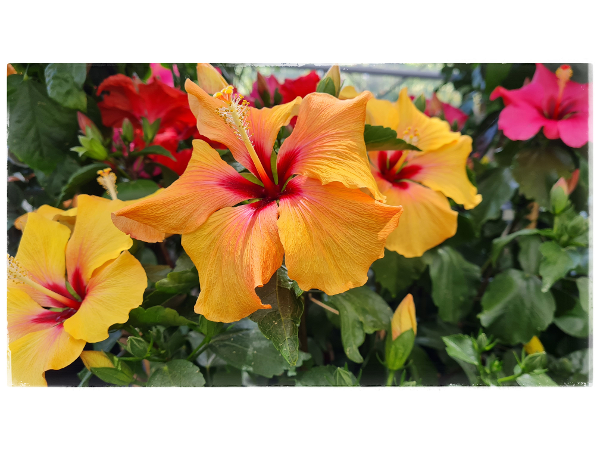 Bild 214 von Gartenbau-Blumen Helmut Friedl