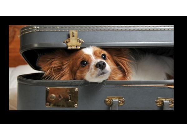 Bild 3 von Ilona's Dogs Lounge Inh. Ilona Brandner