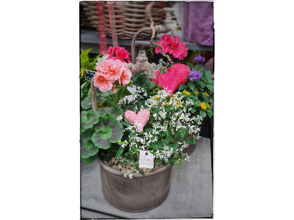 Bild 252 von Gartenbau-Blumen Helmut Friedl