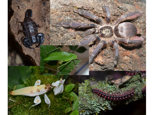 Bild 1 von Arthropoden e.U.