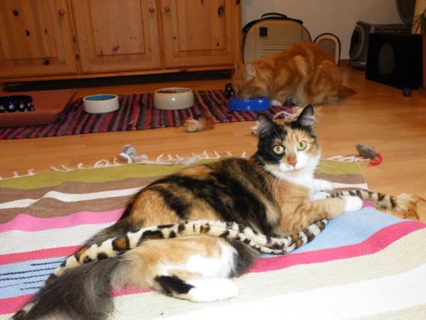Bild 3 von Tierpension Susi & Strolch