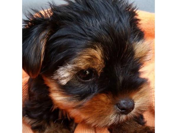 Bild 2 von Hundebetreuung Blumau