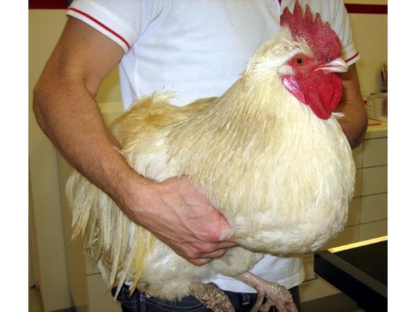 Bild 7 von TIERAMBULANZ Premstätten - Dr. Petra Tatzer