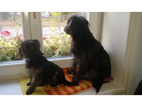 Bild 6 von Hundebetreuung Blumau