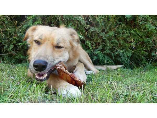 Bild 4 von Danninger Dogs Tierpension & Hundetraining