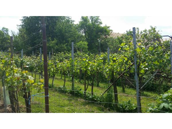 Bild 3 von Mirth Wilhelmine - Uhudler - Schnäpse - Fruchliköre