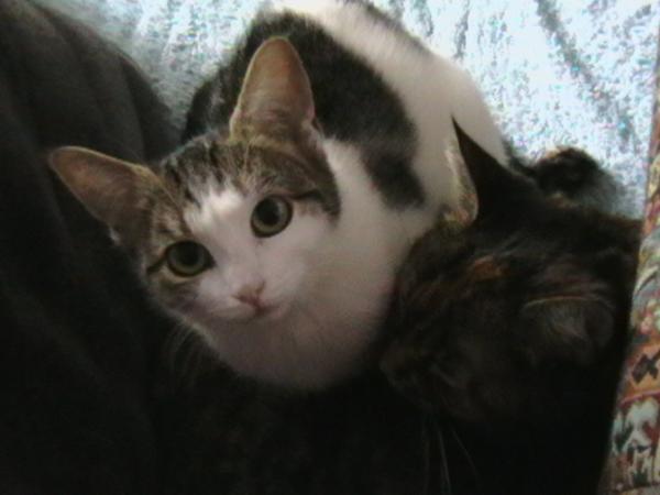 Bild 9 von Wie Hund & Katz - Mag. Michaela Knosp