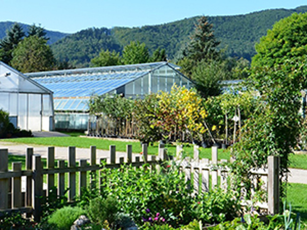Bild 7 von Käfer KG - Gärtnerei und Floristik