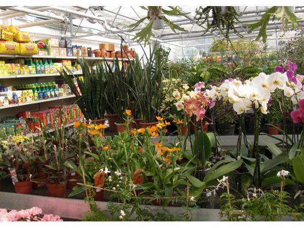 Bild 5 von Michel's Gartenmarkt
