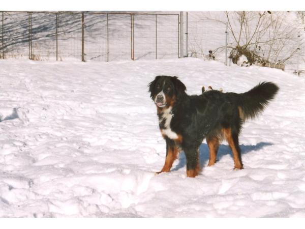 Bild 8 von Ferienhof Iris für Hunde