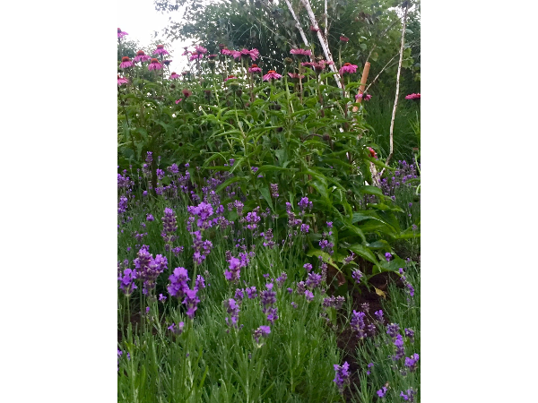 Bild 9 von Gartenreich Monika Schüttengruber