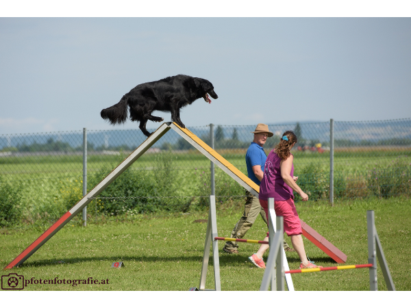 Bild 3 von Hundeschule V.A.S.Z.-Mistelbach