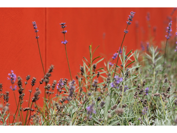 Bild 5 von Gartenpark-Gartengestaltung BK GmbH
