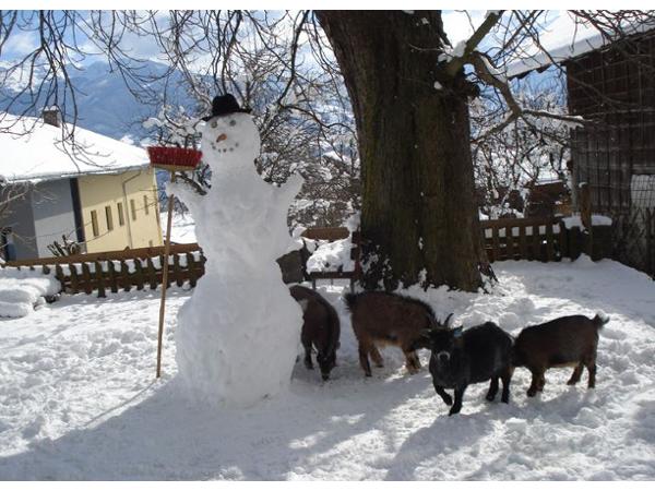 Bild 1 von Plattnerhof Fam. Steinlechner