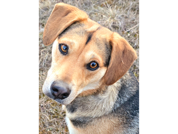 Bild 3 von Tier- und Hausbetreuung mit Herz Andrea Lehner