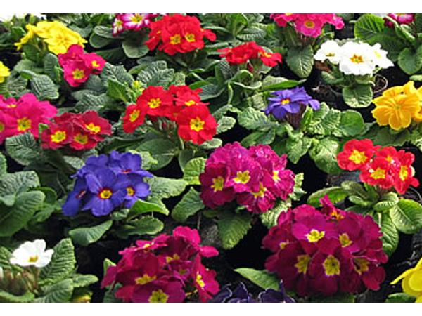 Bild 9 von Blumen Heimo u Stefanie Beinhardt