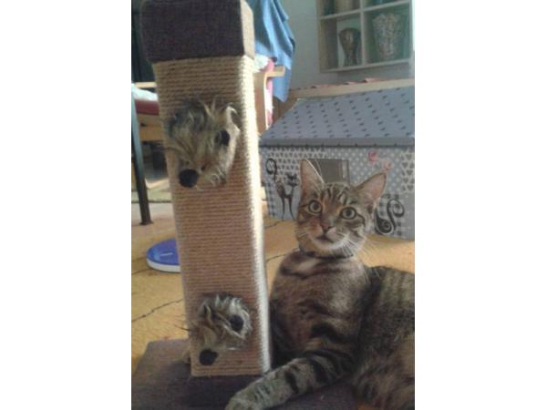 Bild 6 von Gaby Bunde Katzenverhaltensberaterin