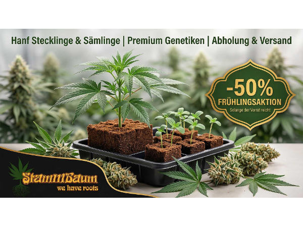 Bild 1 von Stammbaum - Cannabis Stecklinge aus eigenem Anbau