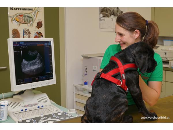 Bild 12 von Kleintierklinik Vitalis Dr. Charlotte Sontas e.U.