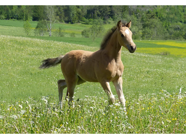 Bild 7 von Reitstall Seehof