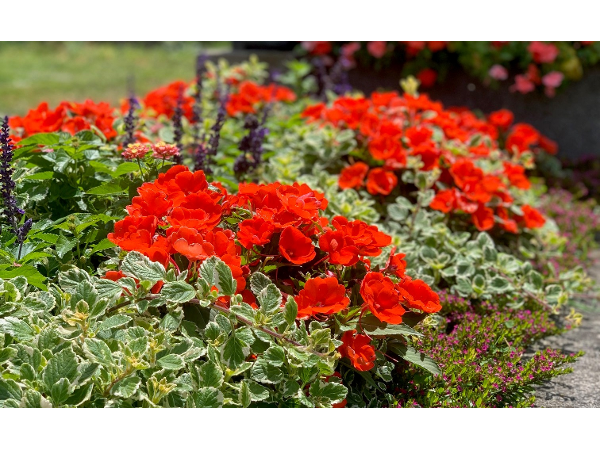 Bild 7 von Blumen Schuster in Meidling - Christine Schuster