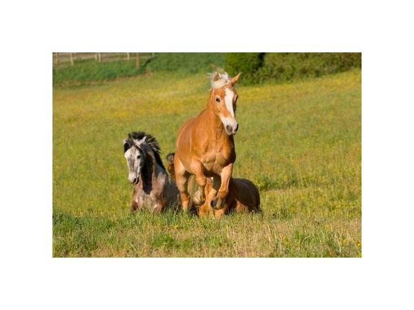 Bild 6 von Reitstall Gnadenwald - Fam Rantner