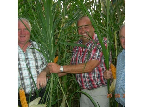Bild 1 von ADF - Miscanthus
