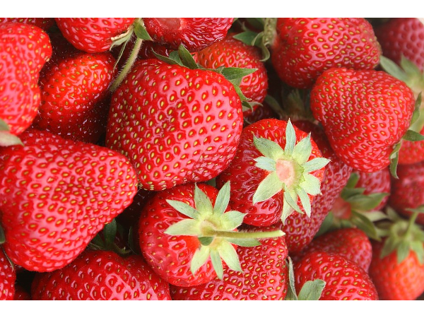 Bild 2 von Wurzers Erdbeeren, Heidelbeeren & Kürbishof