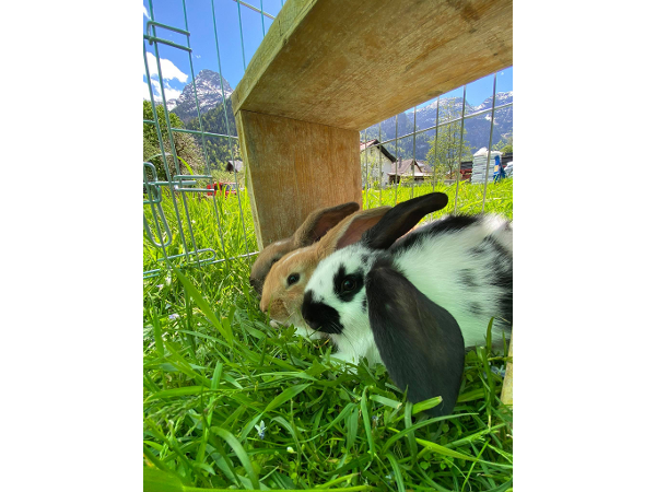 Bild 100 von Chalet am Sonnenhang