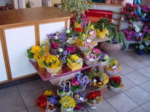 Bild 8 von Gartenbau – Blumen Robert Reißer