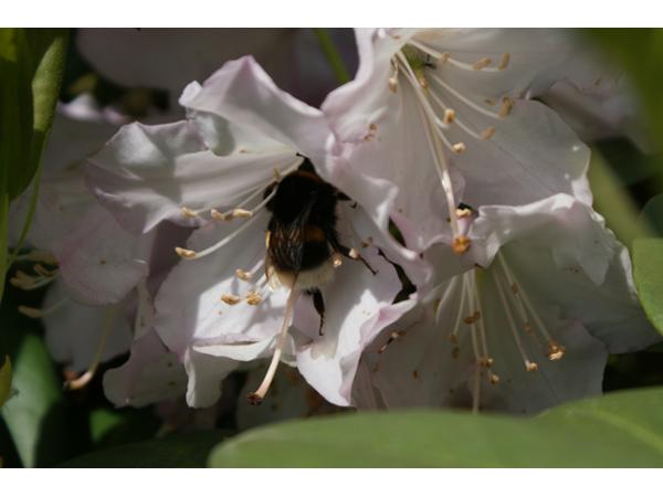 Bild 13 von GARTEN HÖDL Gartengestaltung