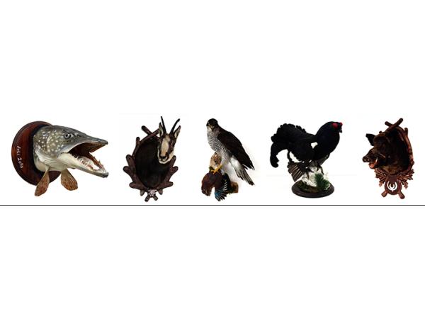 Bild 2 von Zoologischer Präparator Kappel Erwin