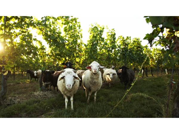 Bild 3 von Weingut Loimer GmbH
