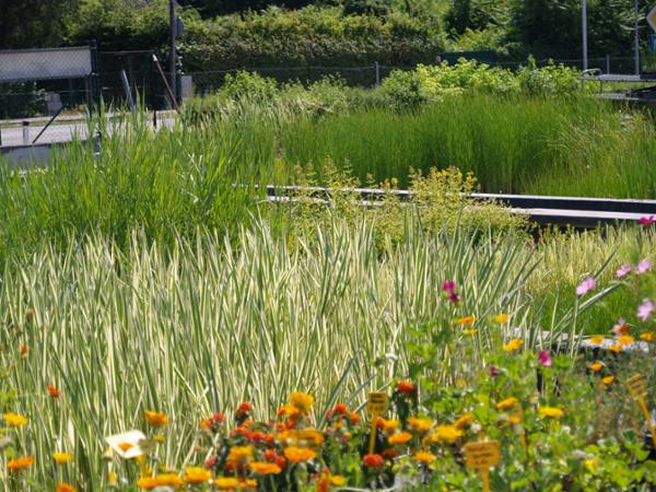Bild 5 von Lechner - Blütenstauden, Wasserpflanzen