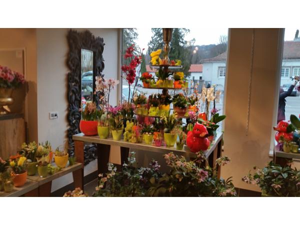 Bild 6 von Blumen Schonsky