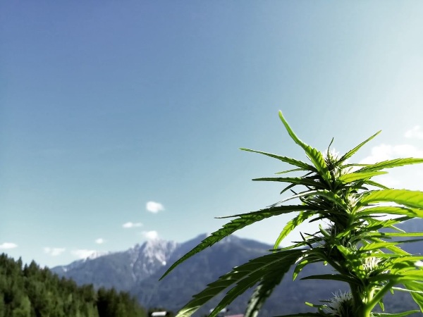 Bild 1 von CBDÖsterreich.at - Hanfprodukte