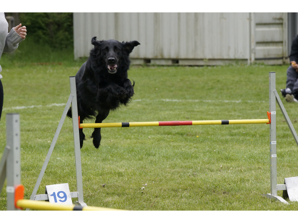 Bild 13 von Hundeschule V.A.S.Z.-Mistelbach