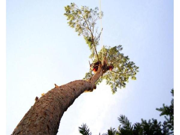 Bild 1 von Holz Priller e.U.