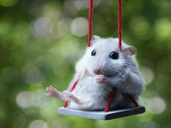 Bild 9 von Hamsterbedarf STRUPPI