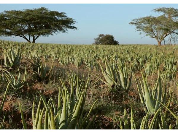 Bild 4 von Kalb Siegmund - Aloe Vera