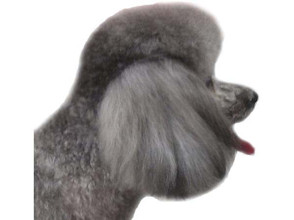 Bild 5 von SCHICK & G'SUND - Tierpflegesalon für Hunde u Katzen
