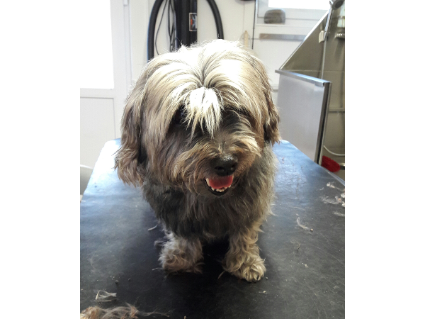 Bild 4 von Hundefriseurin Ellen Fertsch