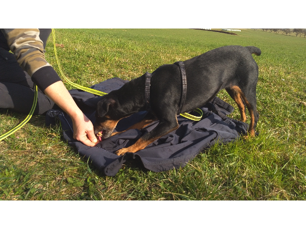 Bild 4 von Hundeschule Romana Bagby