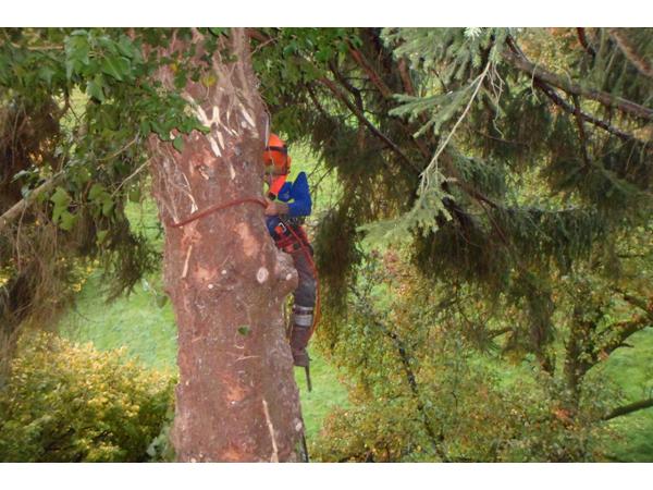 Bild 8 von Berny Luger Holz und mehr