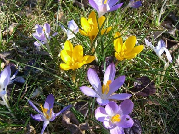 Bild 1 von Simply Garden Mag. Walter Langeder
