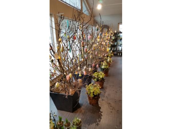 Bild 10 von Blumen Schonsky