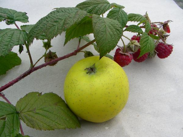 Bild 2 von Fattingerhof - Bio Obstgut