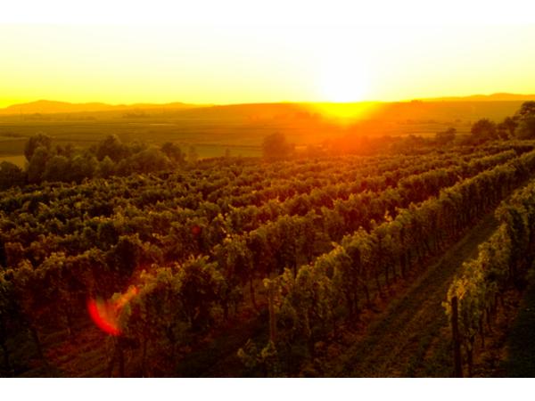 Bild 6 von Weingut Loimer GmbH